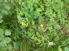 Hypericum