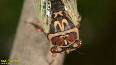 Auritibicen intermedius