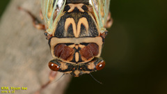 Auritibicen intermedius