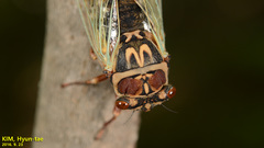 Auritibicen intermedius