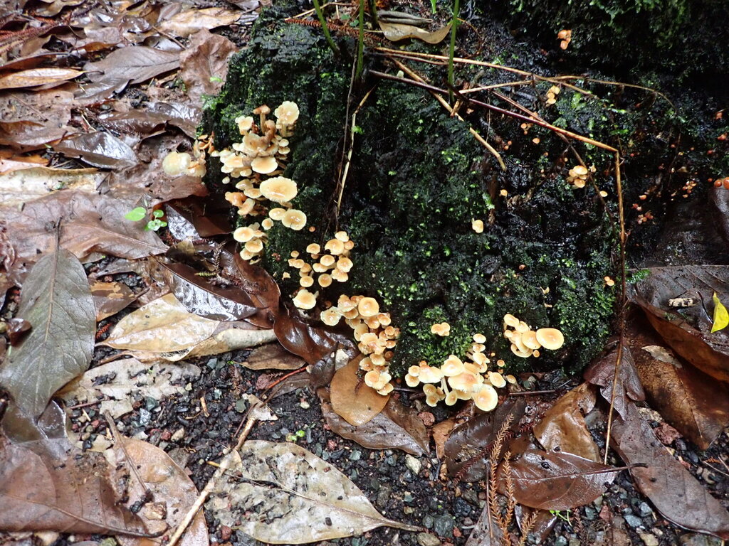 Hypholoma acutum · May 2025 · photo: © bethmaree (iNaturalist, cc-by)