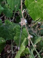 Archilestes