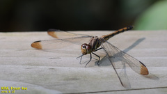 Sympetrum infuscatum