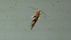 Argyresthia austerella