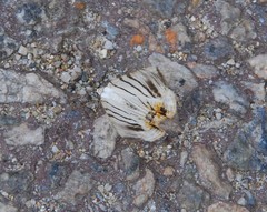Myrteta angelica