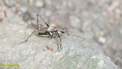 Paratlanticus ussuriensis