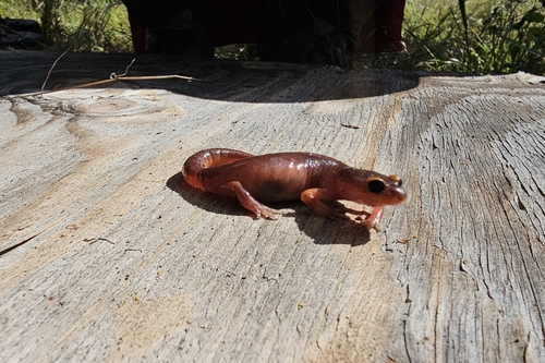 iNaturalist observation photo of Monterey Ensatina