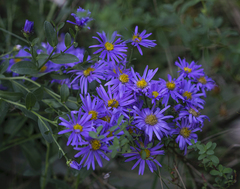 Aster amellus