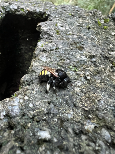 Xylocopa pulchra
