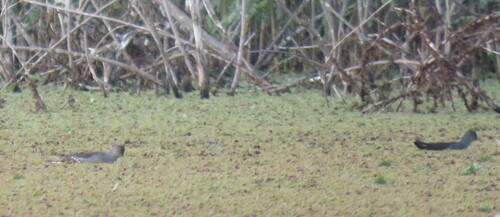 Spot-flanked Gallinule (Porphyriops melanops), photo 6