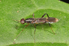 Acropeltates