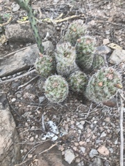 Mammillaria sheldonii