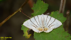 Myrteta angelica