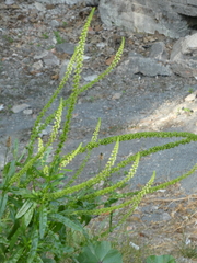 Reseda luteola