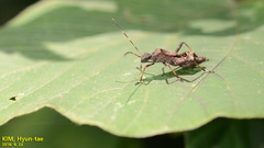 Riptortus pedestris