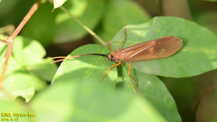 Hydatophylax formosus