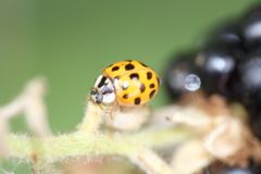 Harmonia axyridis