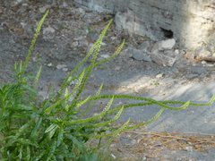 Reseda luteola