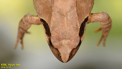 Rana uenoi