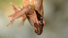 Rana uenoi