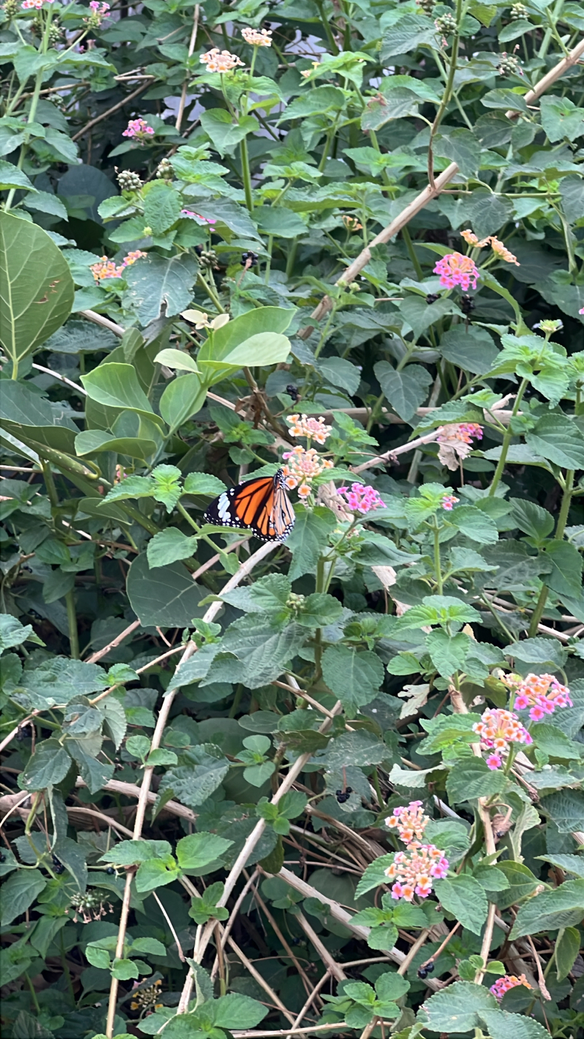 Striped Tiger