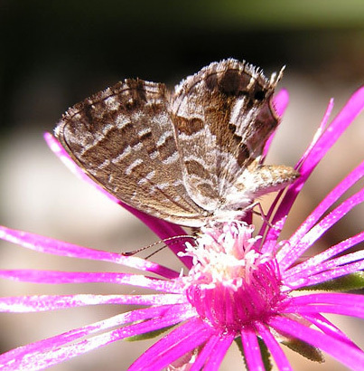 Common Geranium-bronze