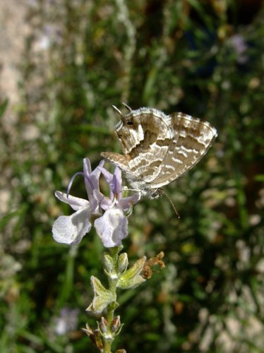Common Geranium-bronze