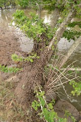 Cerithidea decollata