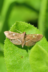 Lamprosema canacealis