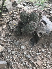 Mammillaria sheldonii