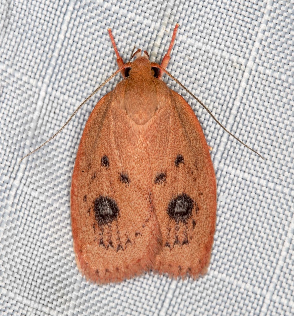 Garrha pudica