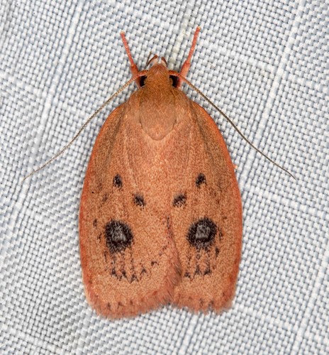 Garrha pudica Zeller, 1855