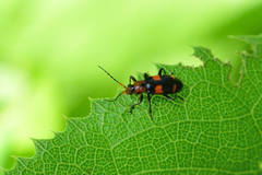 Malacorhinus dilaticornis