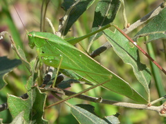 Scudderia curvicauda