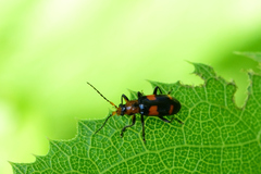 Malacorhinus dilaticornis