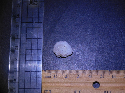 Cheilea equestris observed 2025-03-09