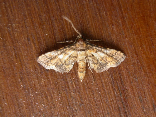 Metasia tiasalis (Walker, 1859)