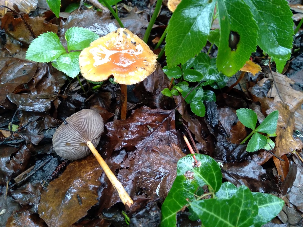Leratiomyces ceres · May 2025 · photo: © bethmaree (iNaturalist, cc-by)