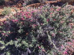 Prostanthera serpyllifolia