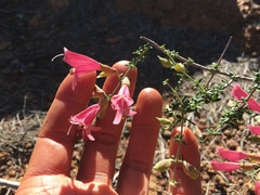 Prostanthera serpyllifolia