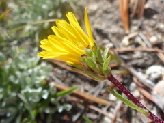 Pyrrocoma apargioides