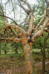 Commiphora harveyi