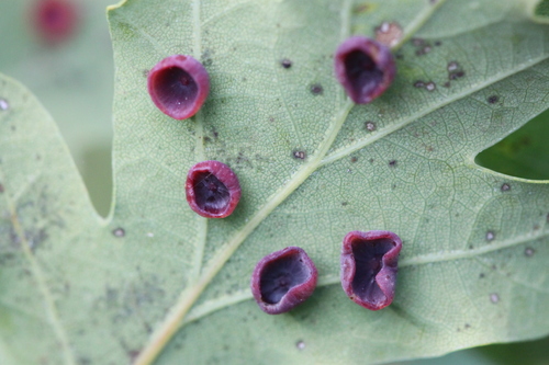 Smooth Spangle Gall Wasp, Alkmaar, Nederland, photo 6 of 10