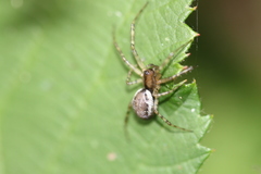 Neriene peltata