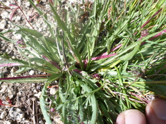 Pyrrocoma apargioides