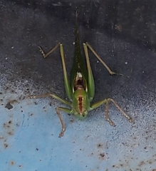 Tettigonia viridissima