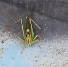 Tettigonia viridissima