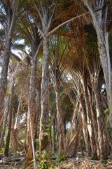 Raphia australis