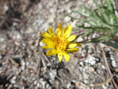 Pyrrocoma apargioides