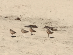 Limosa fedoa